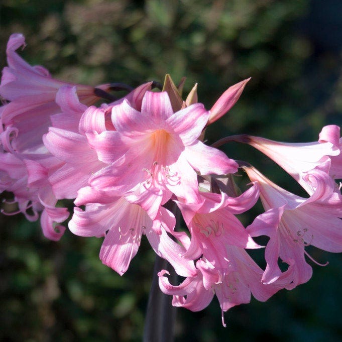 Belladonna Lycoris Spider Lilies Bulbs Radiata Hurricane Lily Cluster Amayllis Growing Bonsai Roots Rhizomes Corms Tubers Potted Planting Reblooming Fragrant Garden Species Blooms Flower Seeds Plant Gardening