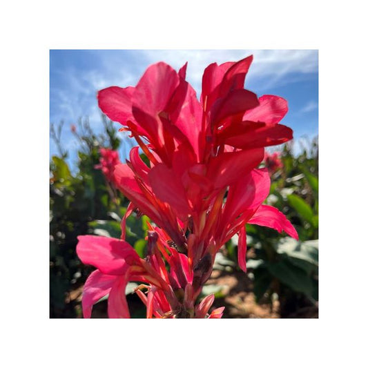 Berry Pink Canna Bulbs Perennial Growing Bonsai Roots Rhizomes Corms Tubers Potted Planting Reblooming Fragrant Garden Species Blooms Flower Seeds Plant Gardening