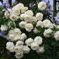 Alaska Rose Seedlings Flower Seeds Perennial Growing Bonsai Corms Tubers Potted Planting Reblooming Fragrant Garden Roots Rhizomes Species Blooms Plant Bulbs Gardening Tree