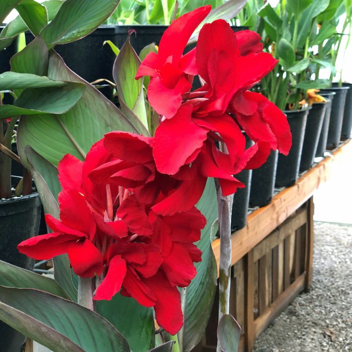 Black Knight Canna Bulbs Perennial Growing Bonsai Roots Rhizomes Corms Tubers Potted Planting Reblooming Fragrant Garden Species Blooms Flower Seeds Plant Gardening