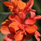 Burning Ember Canna Lily Bulbs Perennial Growing Bonsai Roots Rhizomes Corms Tubers Potted Planting Reblooming Fragrant Garden Species Blooms Flower Seeds Plant Gardening