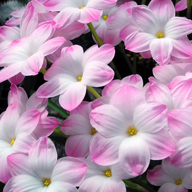 Rain lily bulbs for planting - Rain lily bulk - Rain lily bulbs for planting - Suitable for gardens and flowerpots