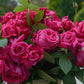 Pomerol Rose Seedlings Flower Seeds Perennial Growing Bonsai Corms Tubers Potted Planting Reblooming Fragrant Garden Roots Rhizomes Species Blooms Plant Bulbs Gardening Tree