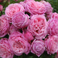 Bienvenue Rose Seedlings Flower Seeds Perennial Growing Bonsai Corms Tubers Potted Planting Reblooming Fragrant Garden Roots Rhizomes Species Blooms Plant Bulbs Gardening Tree