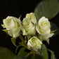 Alaska Rose Seedlings Flower Seeds Perennial Growing Bonsai Corms Tubers Potted Planting Reblooming Fragrant Garden Roots Rhizomes Species Blooms Plant Bulbs Gardening Tree