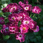 Route Rose Seedlings Flower Seeds Perennial Growing Bonsai Corms Tubers Potted Planting Reblooming Fragrant Garden Roots Rhizomes Species Blooms Plant Bulbs Gardening Tree