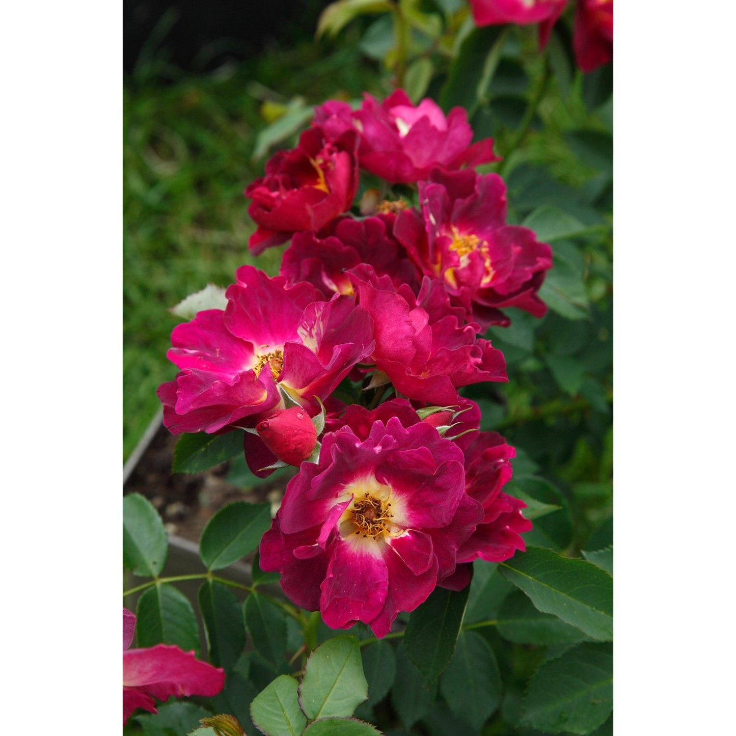 Sinne Rose Seedlings Flower Seeds Perennial Growing Bonsai Corms Tubers Potted Planting Reblooming Fragrant Garden Roots Rhizomes Species Blooms Plant Bulbs Gardening Tree
