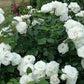 Aspirin Rose Seedlings Flower Seeds Perennial Growing Bonsai Corms Tubers Potted Planting Reblooming Fragrant Garden Roots Rhizomes Species Blooms Plant Bulbs Gardening Tree