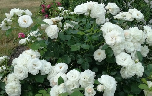 Aspirin Rose Seedlings Flower Seeds Perennial Growing Bonsai Corms Tubers Potted Planting Reblooming Fragrant Garden Roots Rhizomes Species Blooms Plant Bulbs Gardening Tree