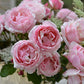 Billet Doux Rose Seedlings Flower Seeds Perennial Growing Bonsai Corms Tubers Potted Planting Reblooming Fragrant Garden Roots Rhizomes Species Blooms Plant Bulbs Gardening Tree