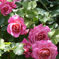 Schilliger Rose Plant Seedlings Flower Seeds Perennial Growing Bonsai Corms Tubers Potted Planting Reblooming Fragrant Garden Roots Rhizomes Species Blooms Bulbs Gardening Tree