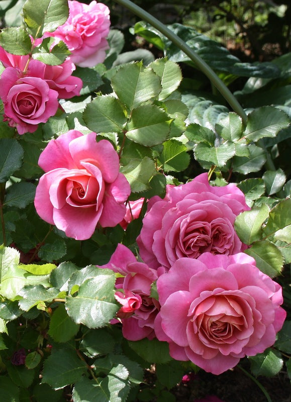 Schilliger Rose Plant Seedlings Flower Seeds Perennial Growing Bonsai Corms Tubers Potted Planting Reblooming Fragrant Garden Roots Rhizomes Species Blooms Bulbs Gardening Tree