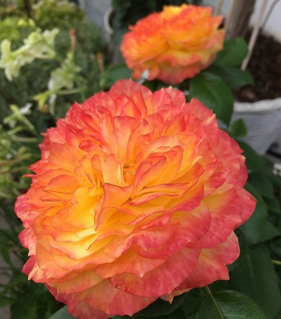 Delbard Rose Seedlings Flower Seeds Perennial Growing Bonsai Corms Tubers Potted Planting Reblooming Fragrant Garden Roots Rhizomes Species Blooms Plant Bulbs Gardening Tree