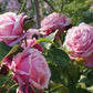 Soeur Rose Seedlings Flower Seeds Perennial Growing Bonsai Corms Tubers Potted Planting Reblooming Fragrant Garden Roots Rhizomes Species Blooms Plant Bulbs Gardening Tree