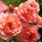 Augusta Luise Rose Seedlings Flower Seeds Perennial Growing Bonsai Corms Tubers Potted Planting Reblooming Fragrant Garden Roots Rhizomes Species Blooms Plant Bulbs Gardening Tree