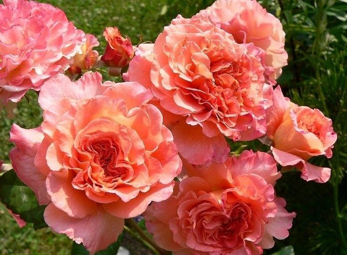 Augusta Luise Rose Seedlings Flower Seeds Perennial Growing Bonsai Corms Tubers Potted Planting Reblooming Fragrant Garden Roots Rhizomes Species Blooms Plant Bulbs Gardening Tree