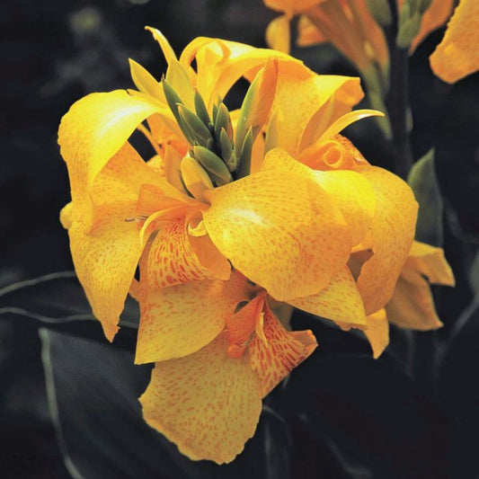 Yellow Canna Bulbs Perennial Growing Bonsai Roots Rhizomes Corms Tubers Potted Planting Reblooming Fragrant Garden Species Blooms Flower Seeds Plant Gardening
