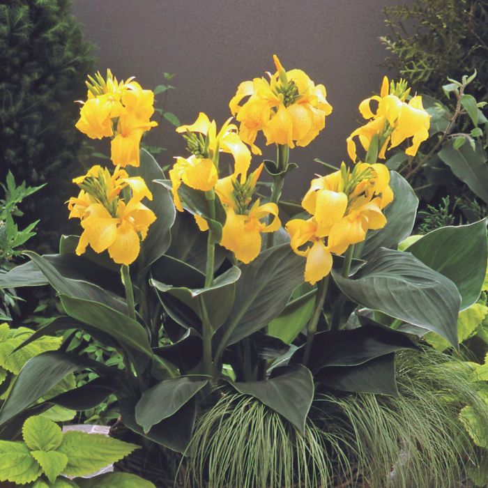 Yellow Canna Bulbs Perennial Growing Bonsai Roots Rhizomes Corms Tubers Potted Planting Reblooming Fragrant Garden Species Blooms Flower Seeds Plant Gardening