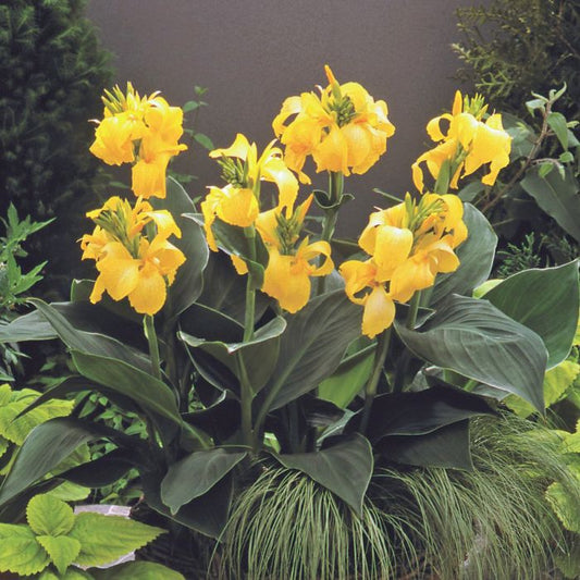 Yellow Canna Bulbs Perennial Growing Bonsai Roots Rhizomes Corms Tubers Potted Planting Reblooming Fragrant Garden Species Blooms Flower Seeds Plant Gardening