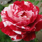 Sentiment Rose Seedlings Flower Seeds Perennial Growing Bonsai Corms Tubers Potted Planting Reblooming Fragrant Garden Roots Rhizomes Species Blooms Plant Bulbs Gardening Tree