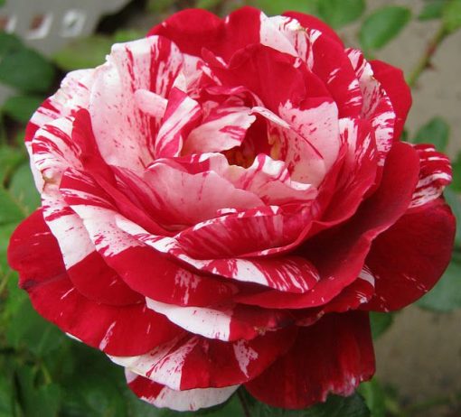 Sentiment Rose Seedlings Flower Seeds Perennial Growing Bonsai Corms Tubers Potted Planting Reblooming Fragrant Garden Roots Rhizomes Species Blooms Plant Bulbs Gardening Tree