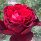 Admiral Rose Seedlings Flower Seeds Perennial Growing Bonsai Corms Tubers Potted Planting Reblooming Fragrant Garden Roots Rhizomes Species Blooms Plant Bulbs Gardening Tree