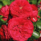 Red Hat Rose Seedlings Flower Seeds Perennial Growing Bonsai Corms Tubers Potted Planting Reblooming Fragrant Garden Roots Rhizomes Species Blooms Plant Bulbs Gardening Tree