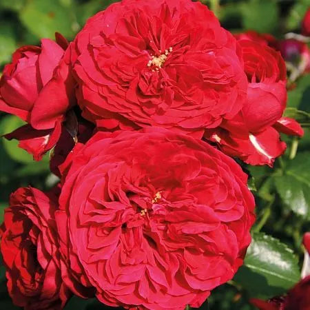 Red Hat Rose Seedlings Flower Seeds Perennial Growing Bonsai Corms Tubers Potted Planting Reblooming Fragrant Garden Roots Rhizomes Species Blooms Plant Bulbs Gardening Tree