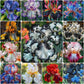 Sapphire Veil-Rare Iris Seeds⚜️