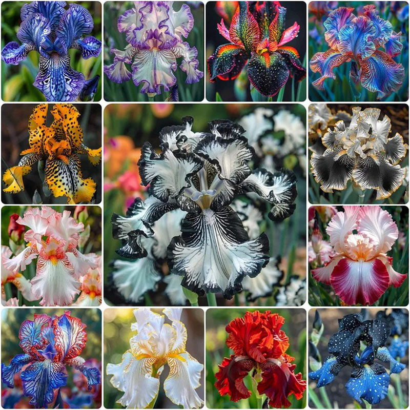 Sapphire Veil-Rare Iris Seeds⚜️