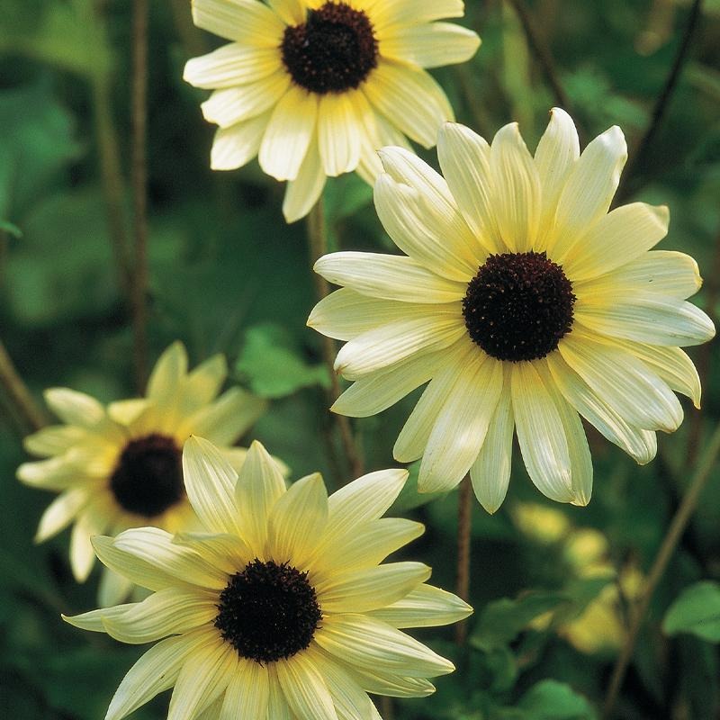 Sunflower, Italian White Seeds