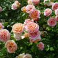 Abraham Rose Seedlings Flower Seeds Perennial Growing Bonsai Corms Tubers Potted Planting Reblooming Fragrant Garden Roots Rhizomes Species Blooms Plant Bulbs Gardening Tree