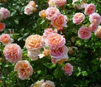 Abraham Rose Seedlings Flower Seeds Perennial Growing Bonsai Corms Tubers Potted Planting Reblooming Fragrant Garden Roots Rhizomes Species Blooms Plant Bulbs Gardening Tree