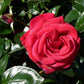Red Flame Rose Seedlings Flower Seeds Perennial Growing Bonsai Corms Tubers Potted Planting Reblooming Fragrant Garden Roots Rhizomes Species Blooms Plant Bulbs Gardening Tree