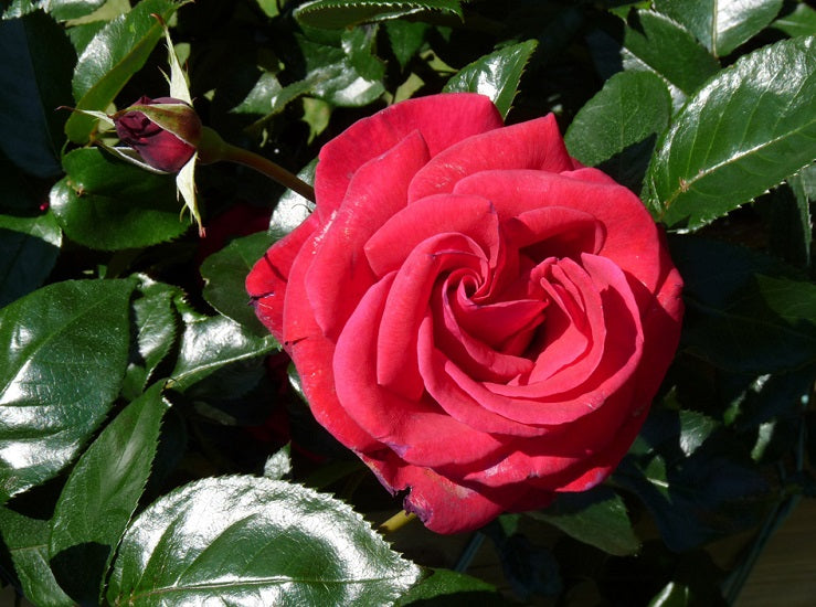 Red Flame Rose Seedlings Flower Seeds Perennial Growing Bonsai Corms Tubers Potted Planting Reblooming Fragrant Garden Roots Rhizomes Species Blooms Plant Bulbs Gardening Tree