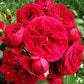 Red Hat Rose Seedlings Flower Seeds Perennial Growing Bonsai Corms Tubers Potted Planting Reblooming Fragrant Garden Roots Rhizomes Species Blooms Plant Bulbs Gardening Tree