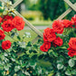 Red Bush Rose Seedlings Flower Seeds Perennial Growing Bonsai Corms Tubers Potted Planting Reblooming Fragrant Garden Roots Rhizomes Species Blooms Plant Bulbs Gardening Tree