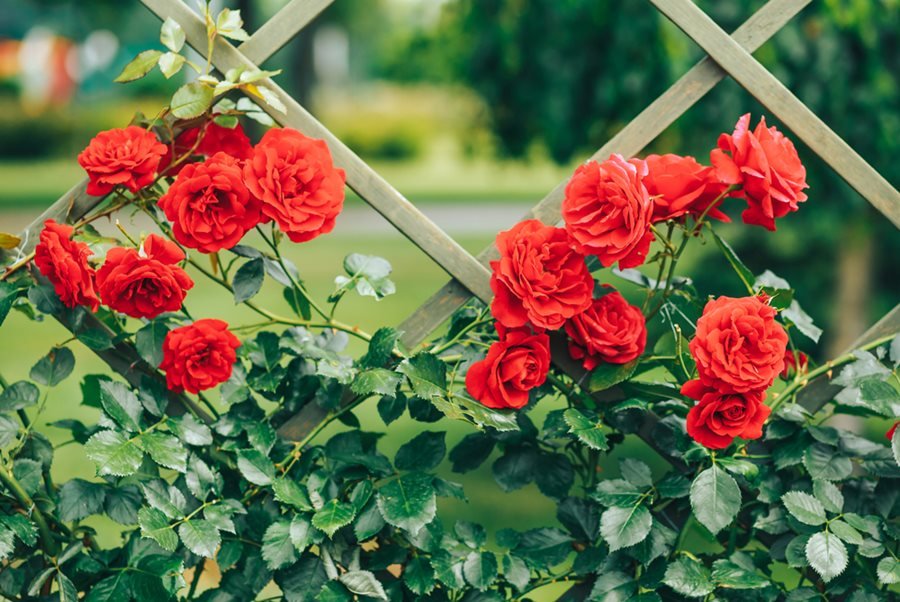 Red Bush Rose Seedlings Flower Seeds Perennial Growing Bonsai Corms Tubers Potted Planting Reblooming Fragrant Garden Roots Rhizomes Species Blooms Plant Bulbs Gardening Tree