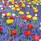 Collection Floating Doubles Bulbs Blooms Species Growing Bonsai Roots Rhizomes Corms Tubers Potted Planting Reblooming Fragrant Garden Flower Seeds Plant Gardening Grape Hyacinth