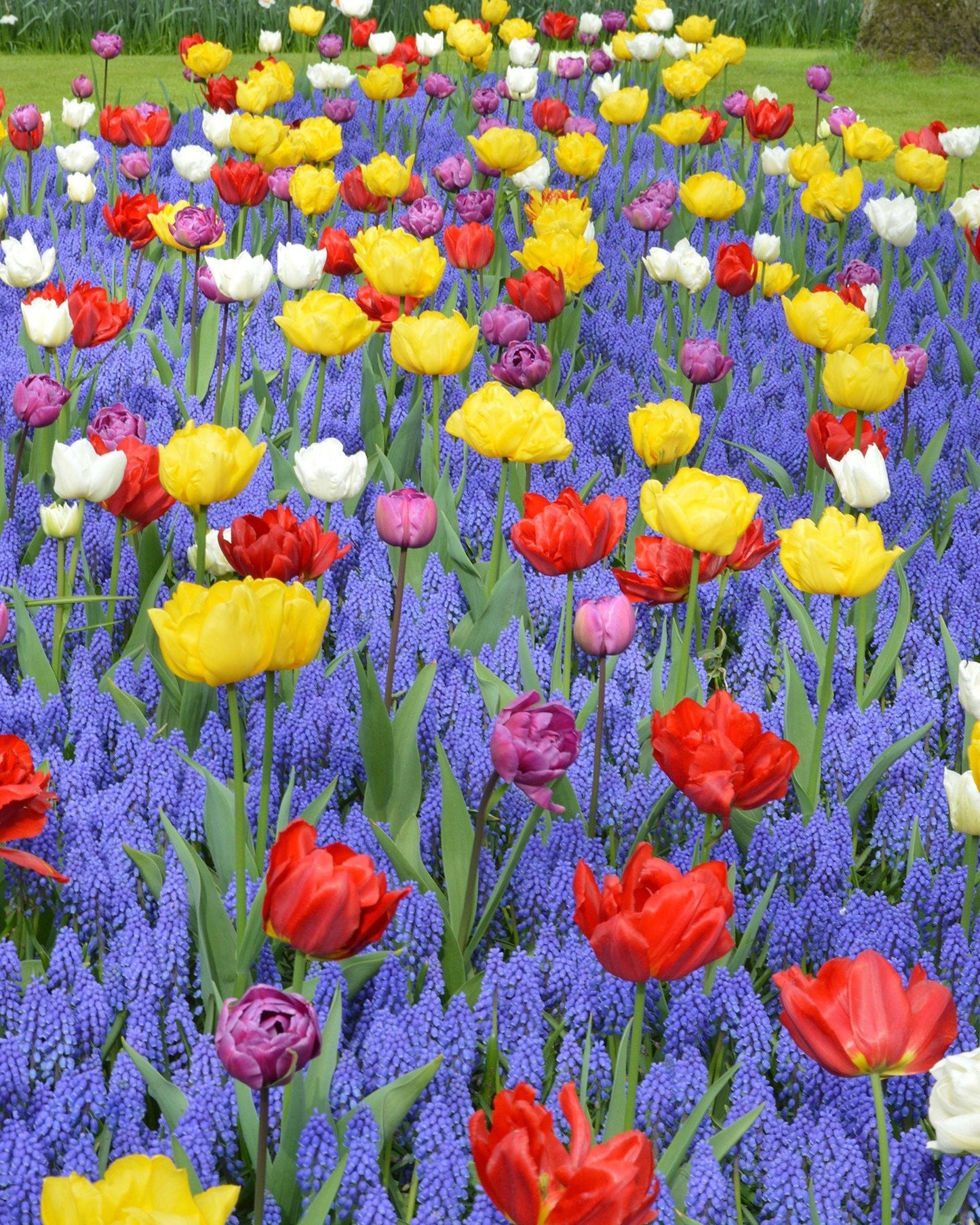 Collection Floating Doubles Bulbs Blooms Species Growing Bonsai Roots Rhizomes Corms Tubers Potted Planting Reblooming Fragrant Garden Flower Seeds Plant Gardening Grape Hyacinth