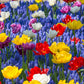 Collection Floating Doubles Bulbs Blooms Species Growing Bonsai Roots Rhizomes Corms Tubers Potted Planting Reblooming Fragrant Garden Flower Seeds Plant Gardening Grape Hyacinth