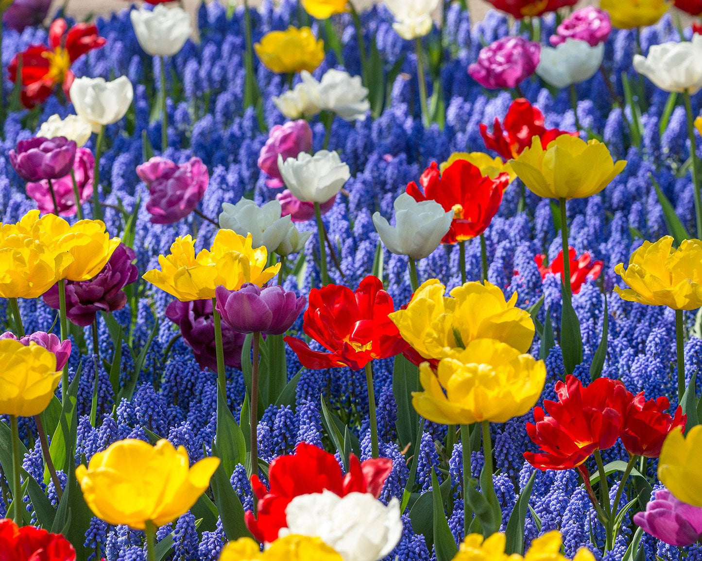 Collection Floating Doubles Bulbs Blooms Species Growing Bonsai Roots Rhizomes Corms Tubers Potted Planting Reblooming Fragrant Garden Flower Seeds Plant Gardening Grape Hyacinth