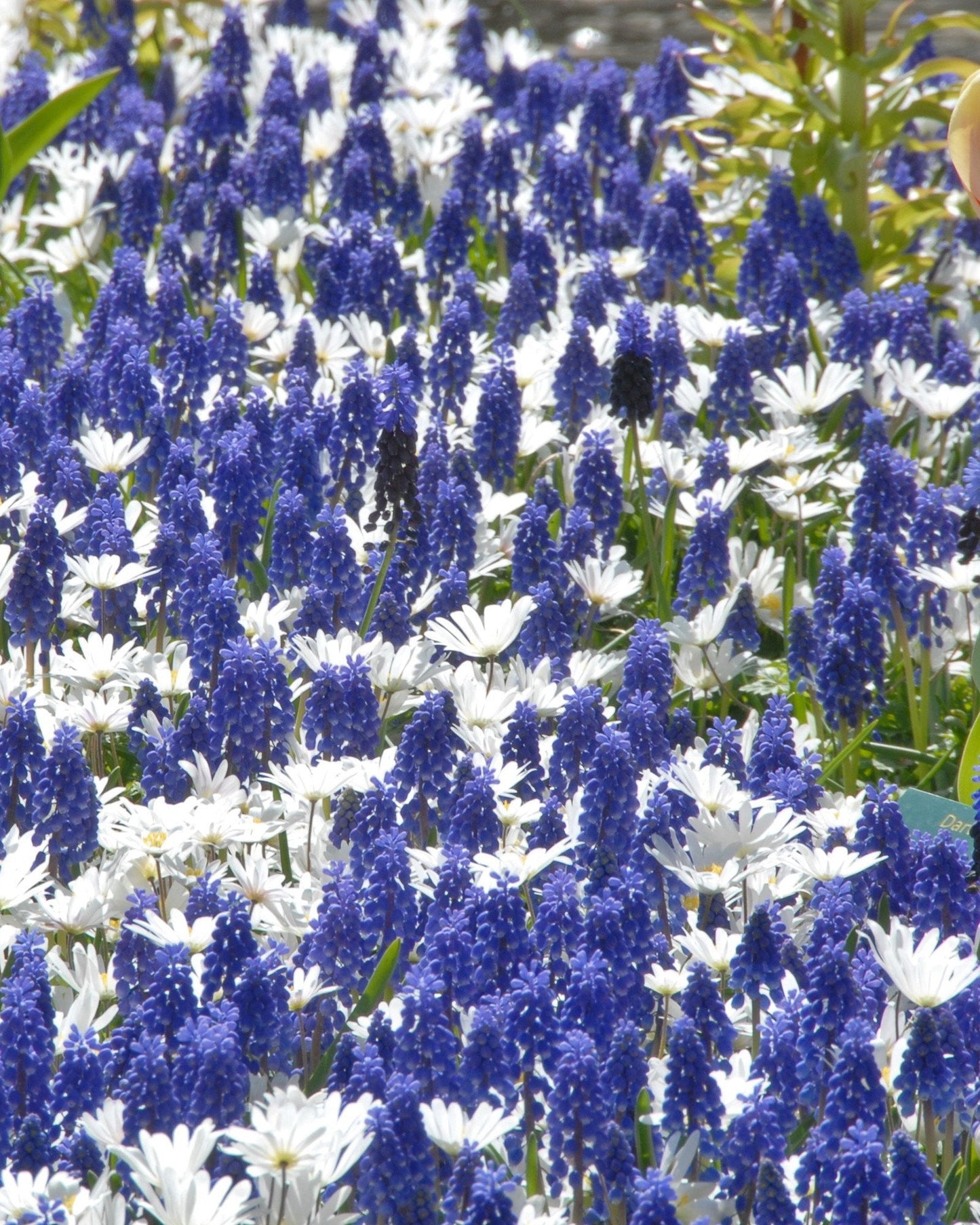 Collection Sir Bobby'Bulbs Blooms Species Growing Bonsai Roots Rhizomes Corms Tubers Potted Planting Reblooming Fragrant Garden Flower Seeds Plant Gardening Grape Hyacinth