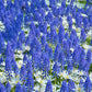 Collection Sir Bobby'Bulbs Blooms Species Growing Bonsai Roots Rhizomes Corms Tubers Potted Planting Reblooming Fragrant Garden Flower Seeds Plant Gardening Grape Hyacinth