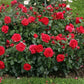Rosenheim Rose Seedlings Flower Seeds Perennial Growing Bonsai Corms Tubers Potted Planting Reblooming Fragrant Garden Roots Rhizomes Species Blooms Plant Bulbs Gardening Tree