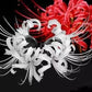 White Albiflora Lycoris Spider Lilies Bulbs Radiata Hurricane Lily Cluster Amayllis Growing Bonsai Roots Rhizomes Corms Tubers Potted Planting Reblooming Fragrant Garden Species Blooms Flower Seeds Plant Gardening