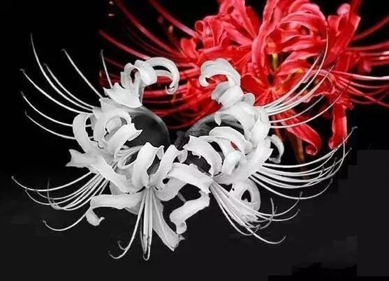 White Albiflora Lycoris Spider Lilies Bulbs Radiata Hurricane Lily Cluster Amayllis Growing Bonsai Roots Rhizomes Corms Tubers Potted Planting Reblooming Fragrant Garden Species Blooms Flower Seeds Plant Gardening