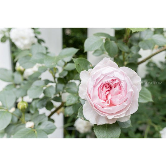 Earth Angel Rose Seedlings Flower Seeds Perennial Growing Bonsai Corms Tubers Potted Planting Reblooming Fragrant Garden Roots Rhizomes Species Blooms Plant Bulbs Gardening Tree