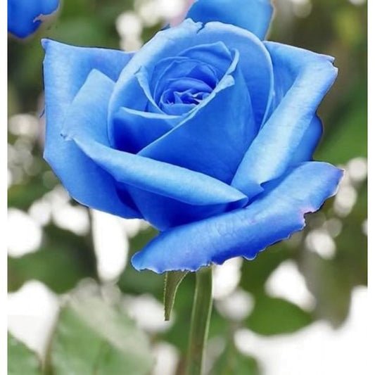 Blue Rose Seedlings Flower Seeds Perennial Growing Bonsai Corms Tubers Potted Planting Reblooming Fragrant Garden Roots Rhizomes Species Blooms Plant Bulbs Gardening Tree