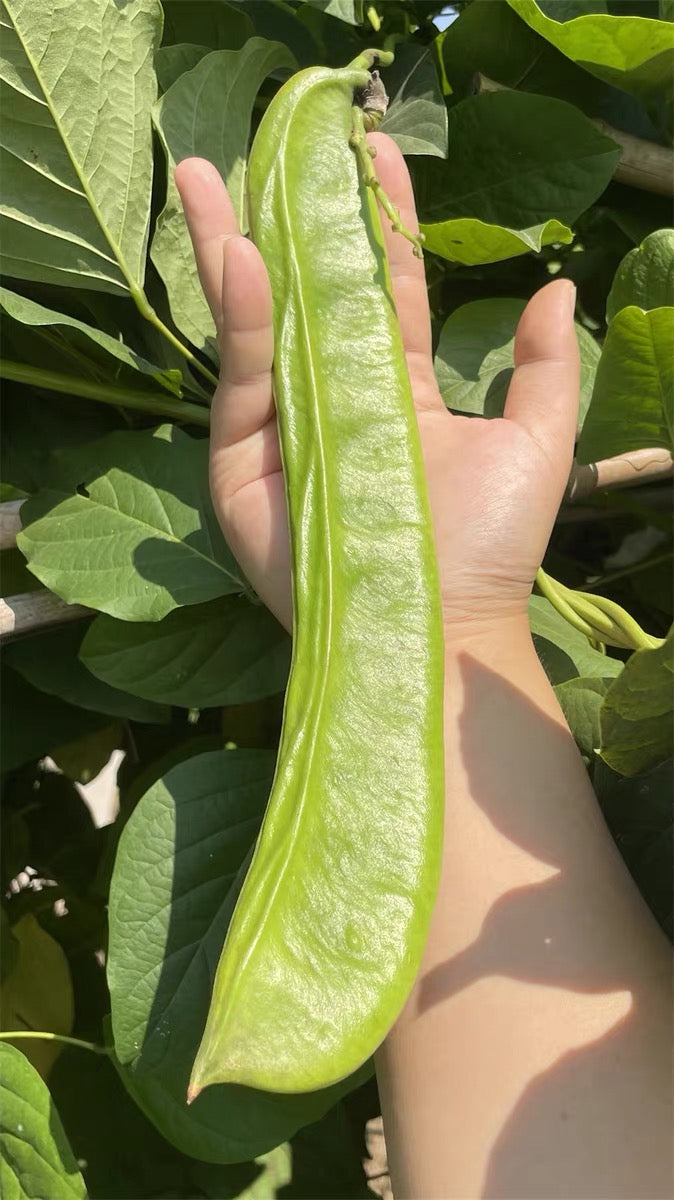 Big Green special  Beans Seeds   - Non Gmo - Heirloom Seeds